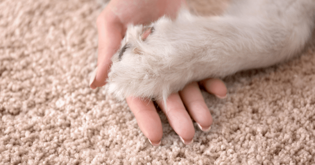 residential carpet cleaning Gold Coast